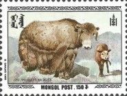 Domestic Yak (Bos grunniens)