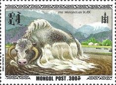 Domestic Yak (Bos grunniens)