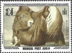Domestic Yak (Bos grunniens)