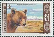 Gobi Bear (Ursus arctos gobiensis)