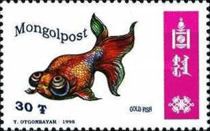 Goldfish (Carassius auratus auratus)