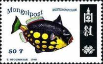 Clown Triggerfish (Balistoides conspicillum)