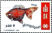 Goldfish (Carassius auratus auratus)