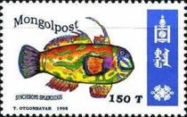 Mandarin Dragonet (Synchirops splendidus)