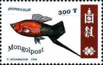 Green Swordtail (Xiphophorus helleri)