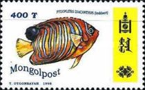 Regal Angelfish (Pygoplites diacanthus)