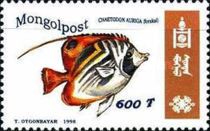 Threadfin Butterflyfish (Chaetodon auriga)