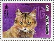 Red Persian (Felis silvestris catus)