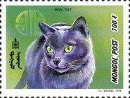Manx Cat (Felis silvestris catus)