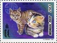 British Silver Tabby (Felis silvestris catus)