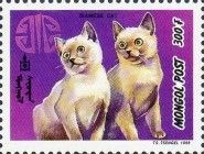Siamese Cat (Felis silvestris catus)