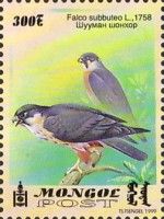 Eurasian Falcon (Falco subbuteo)