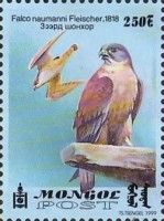 Lesser kestrel (Falco naumanni)