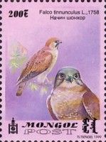 Common kestrel (Falco tinnunculus)