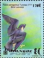 Peregrine falcon (Falco peregrinus)