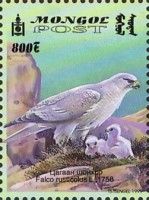 Gyrfalcon (Falco rusticolus)