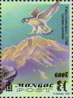Gyrfalcon (Falco rusticolus)
