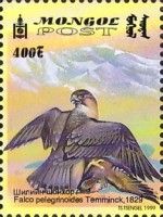 Barbary falcon (Falco pelegrinoides)