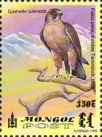 Eurasian Hobby (Falco subbuteo)