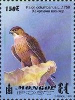 Merlin (Falco columbarius)