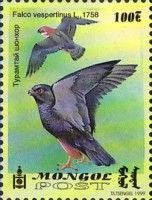 Red-footed falcon (Falco vespertinus)
