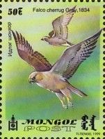 Saker falcon (Falco cherrug)