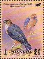 Gyrfalcon (Falco rusticolus)