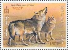 Wolf (Canis lupus)