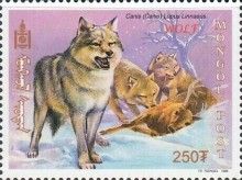 Wolf (Canis lupus)