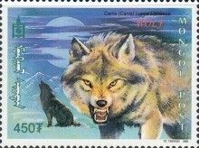 Wolf (Canis lupus)