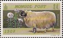 Uzemchin (Ovis ammon aries)