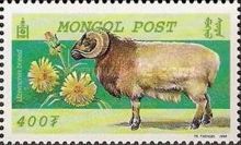 Barga (Ovis ammon aries)