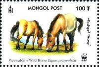 Przewalski’s Horse (Equus przewalskii)