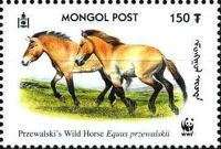 Przewalski’s Horse (Equus przewalskii)