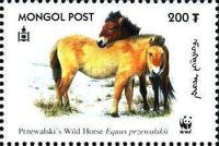 Przewalski’s Horse (Equus przewalskii)