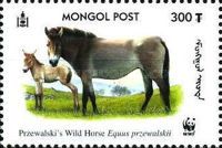 Przewalski’s Horse (Equus przewalskii)