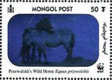 Przewalski’s Horse (Equus przewalskii)