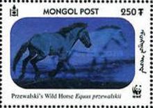 Przewalski’s Horse (Equus przewalskii)