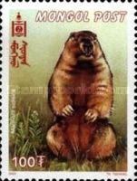 Tarbagan Marmot (Marmota sibirica)