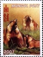 Tarbagan Marmot (Marmota sibirica)
