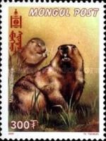 Tarbagan Marmot (Marmota sibirica)