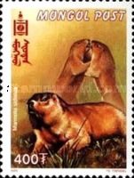 Tarbagan Marmot (Marmota sibirica)