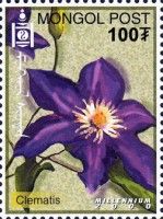 Clematis
