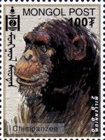 Chimpanzee (Pan troglodytes)