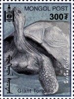Giant Tortoise