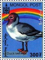 Duck (Larus relictus)