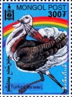 Turkey (Otis tarda)