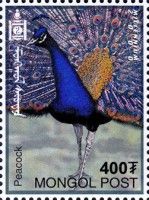 Peacock (Pavo cristatus)