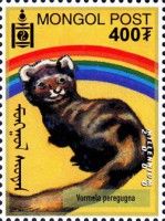 Marbled Polecat (Vormela peregusna)