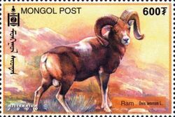 Ram (Ovis ammon)